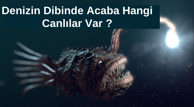 denizin-derinliklerinde-yasayan-canlilar-fener-baligi