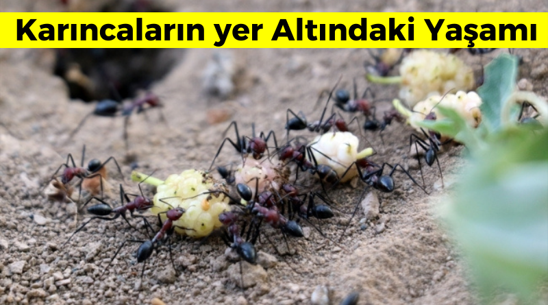 Karıncaların yer Altındaki Yaşamı