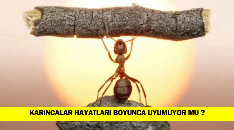 Karıncalar Hayatları Boyunca Hiç Uyumaz Mı ?